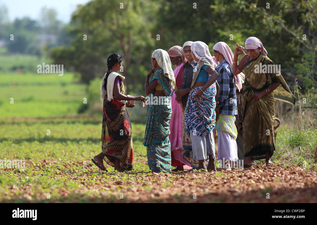 Rural Indian women working in groundnuts field Andhra Pradesh South ...