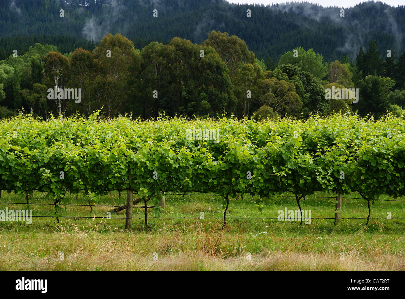 A vineyard in Hawkes Bay New Zealand Stock Photo