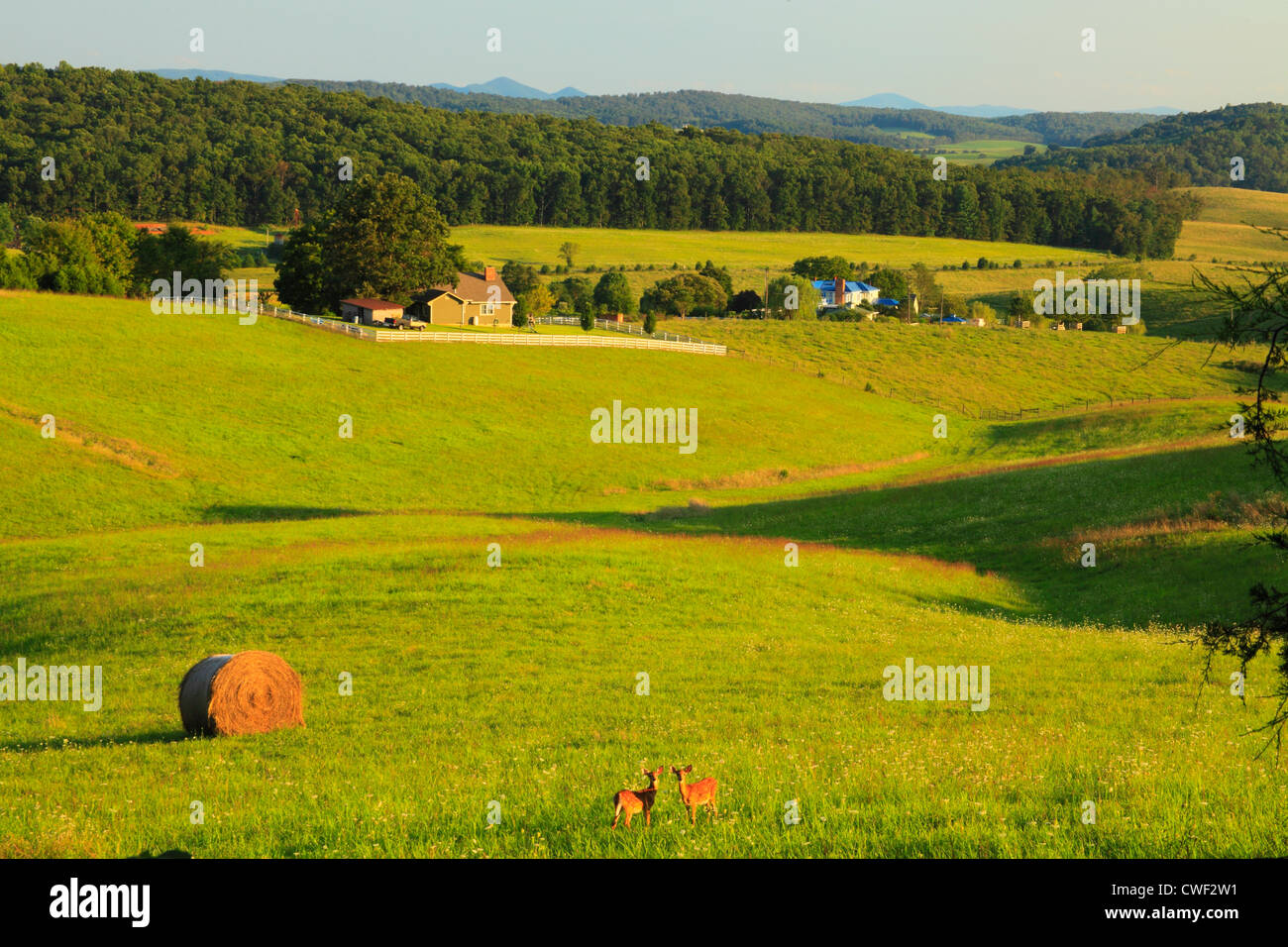 Fawns, Farm in Brownsburg, Shenandoah Valley, Virginia, USA Stock Photo