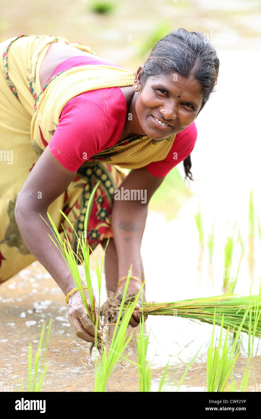 Rural Indian woman working in a paddy field Andhra Pradesh South India ...