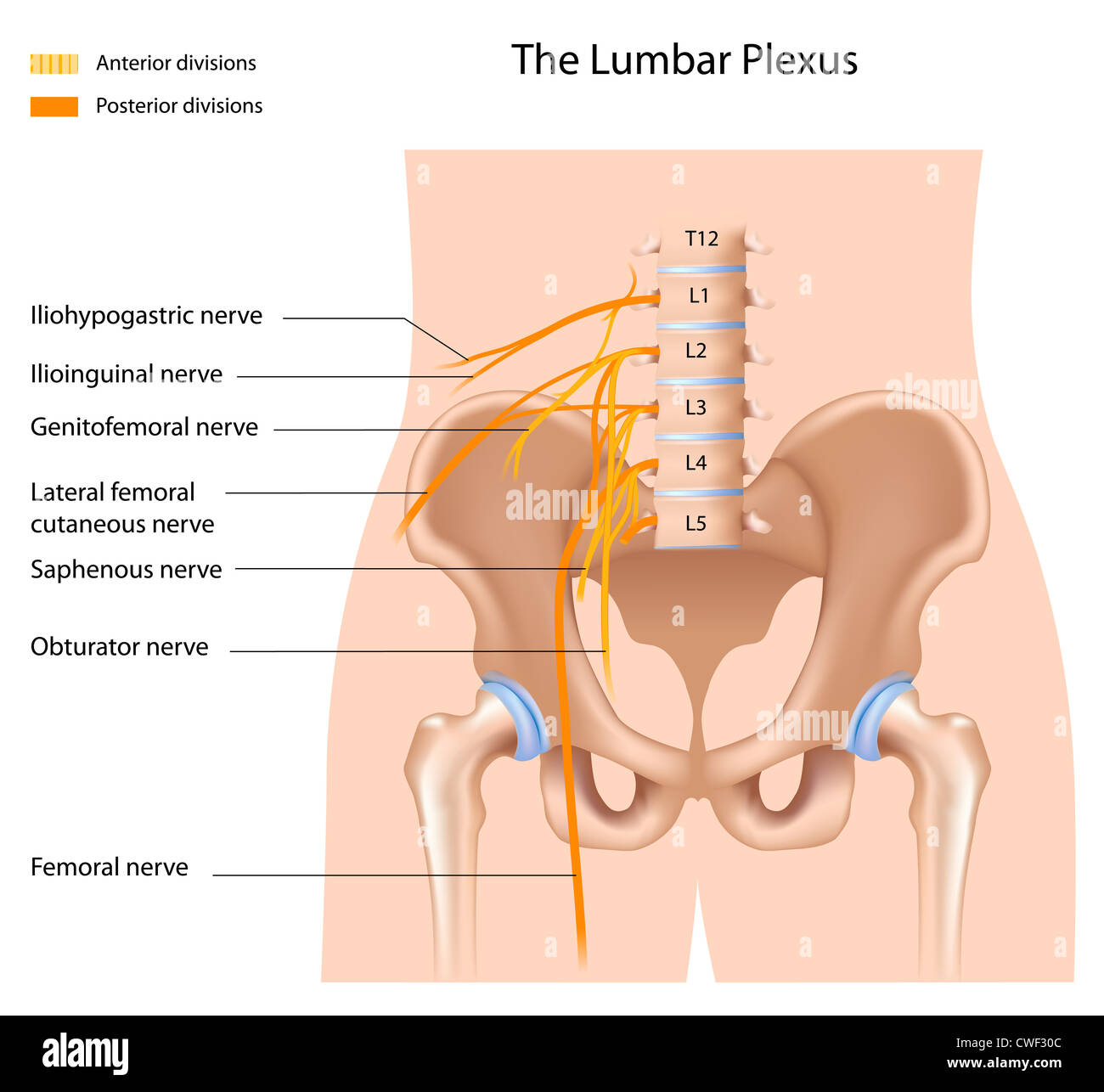 The lumbar plexus Stock Photo