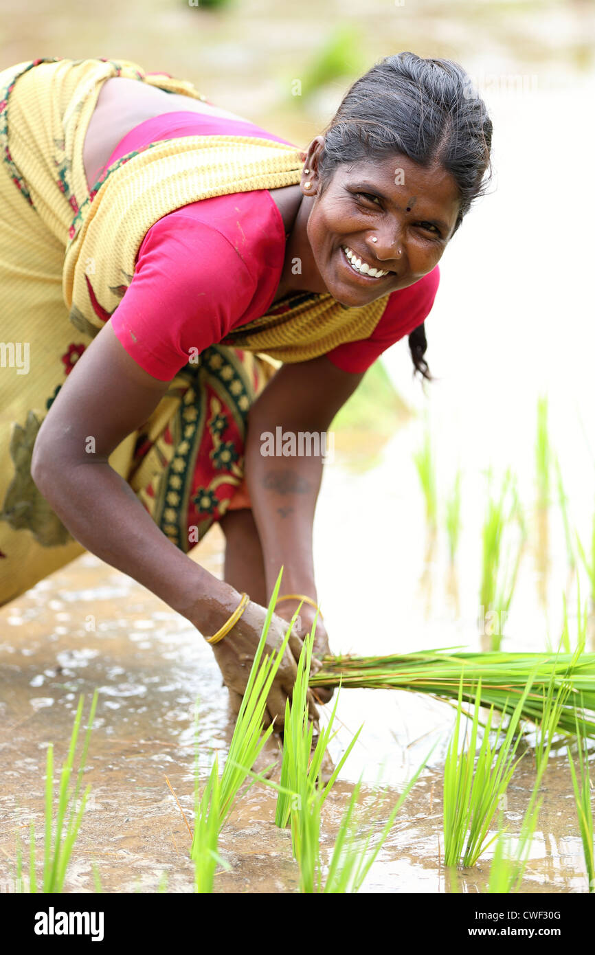 Rural Indian woman working in a paddy field Andhra Pradesh South India ...
