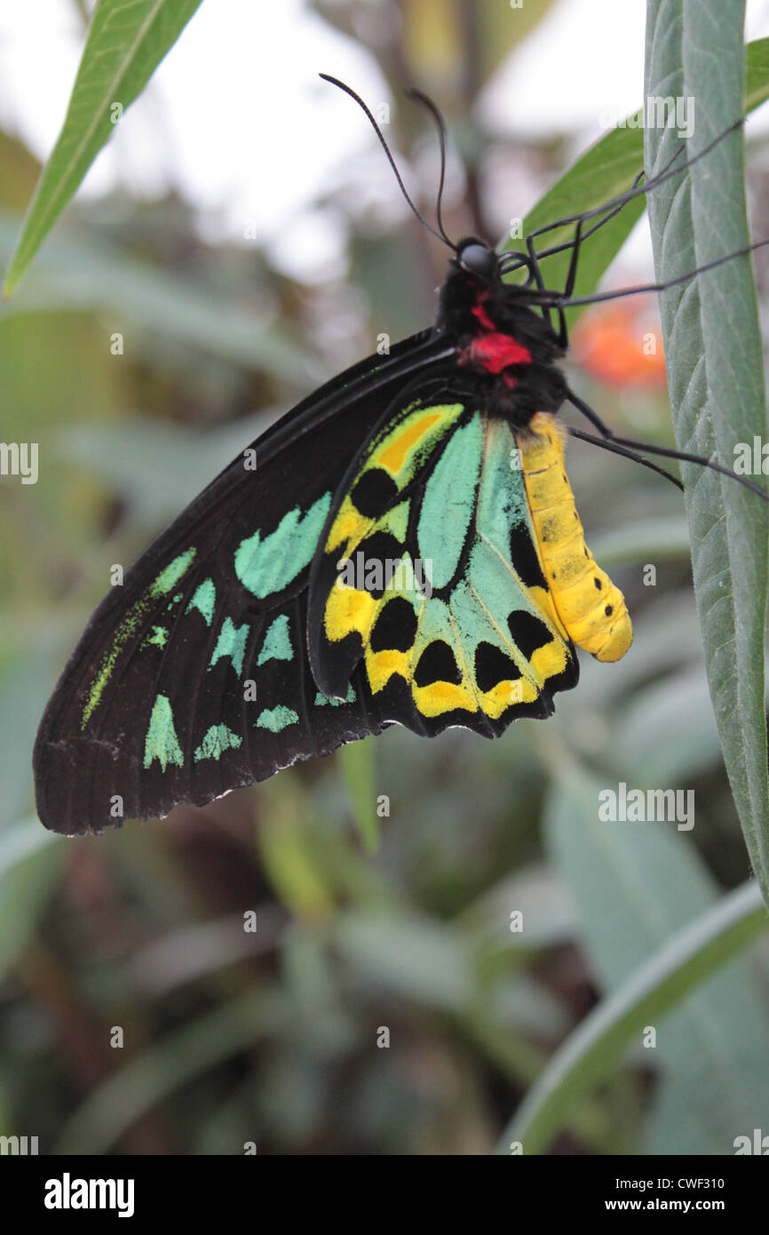 Richmond Birdwing Butterfly sitting on leaf stem. One wing shown in