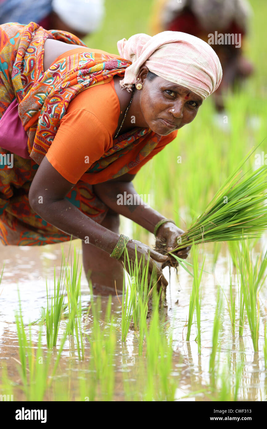 Rural Indian woman working in a paddy field Andhra Pradesh South India ...