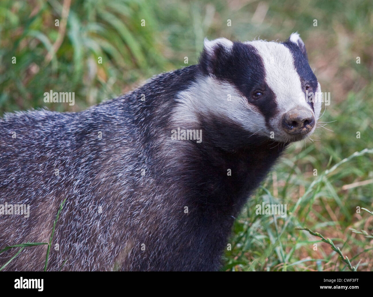 European Badger (meles meles), UK Stock Photo