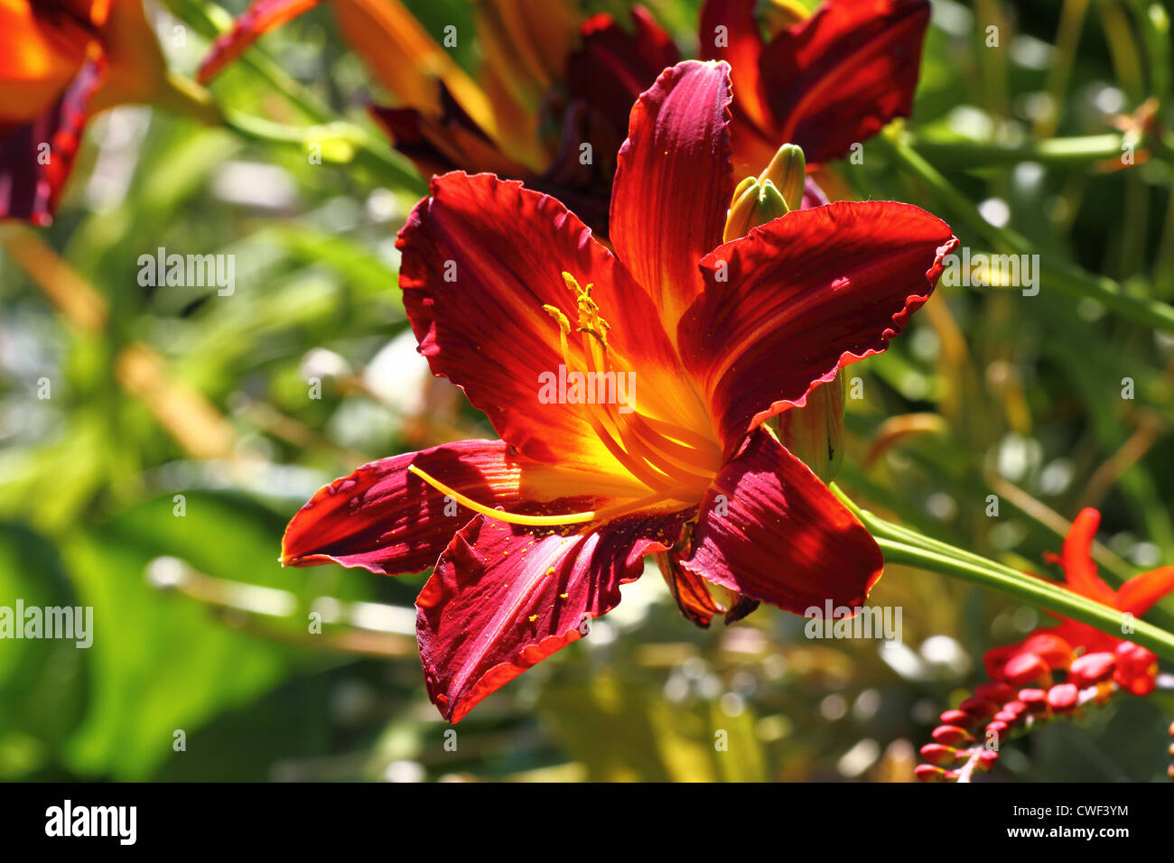 Red Hardy Asiatic Lily Stock Photo
