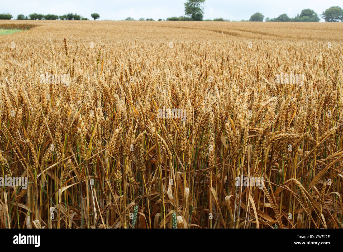 Wheat field before harvest Stock Photo - Alamy