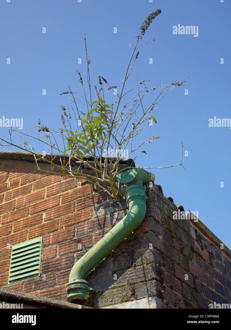 Weeds growing in a gutter Stock Photo Alamy