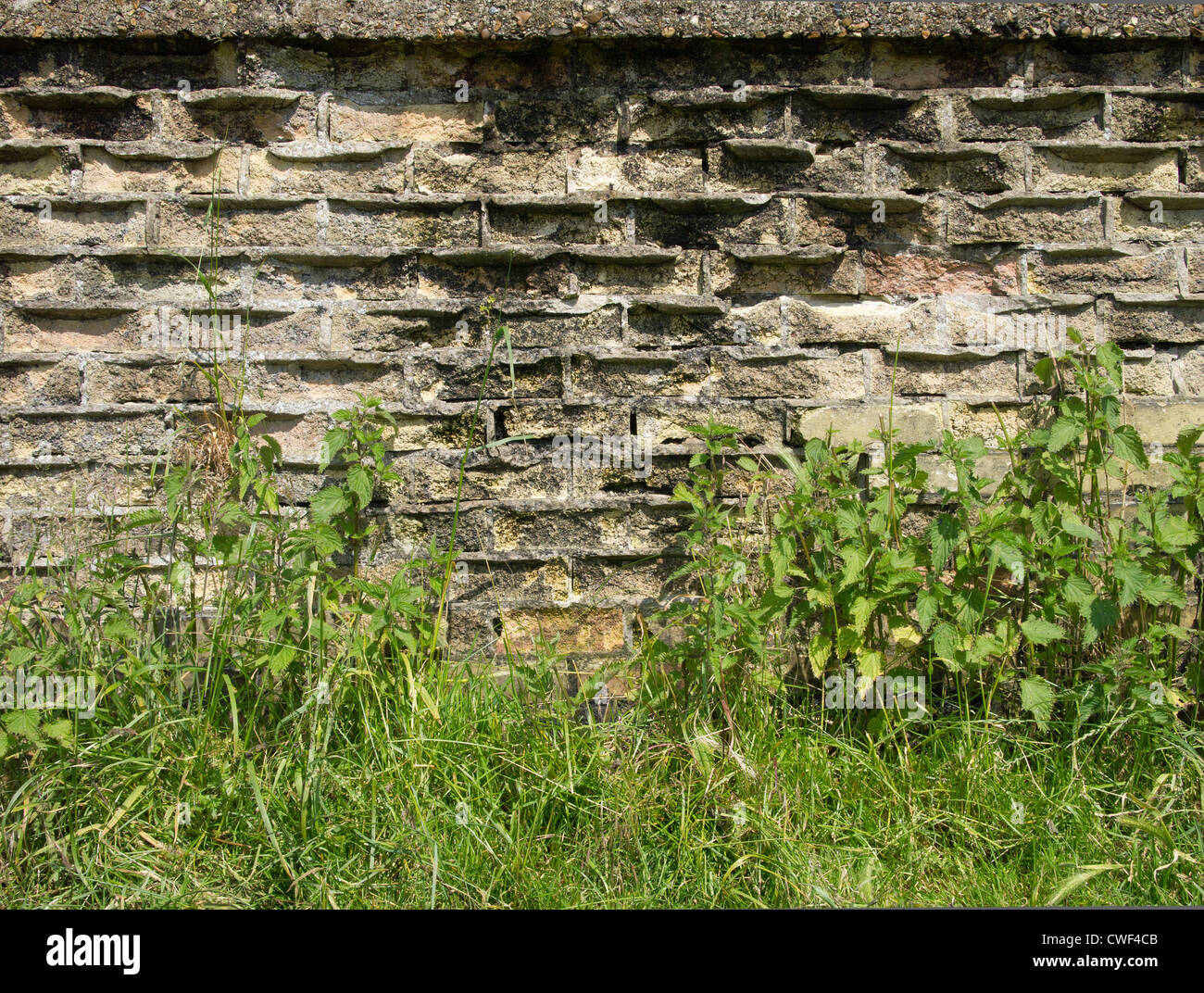 Nettles leaning against an eroding brick wall Stock Photo