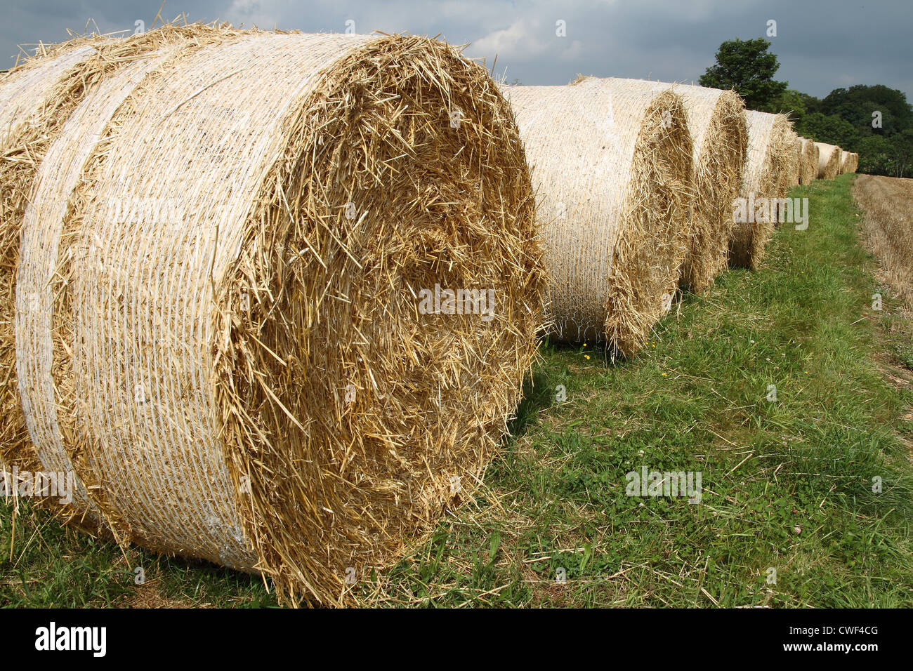 Round bales of wheat straw at the grassy edge of a field trees and sky
