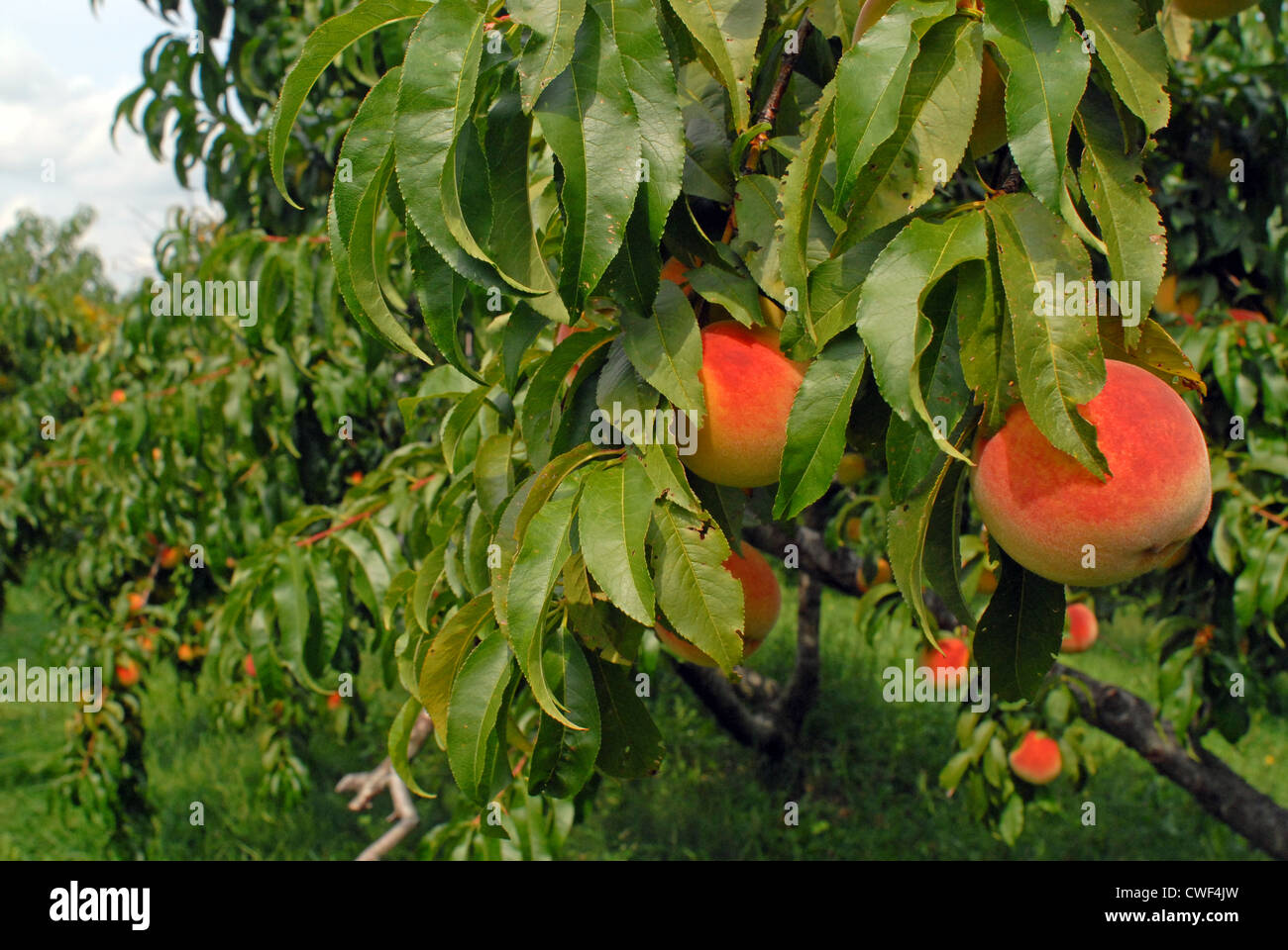 Pick your own peaches Stock Photo Alamy