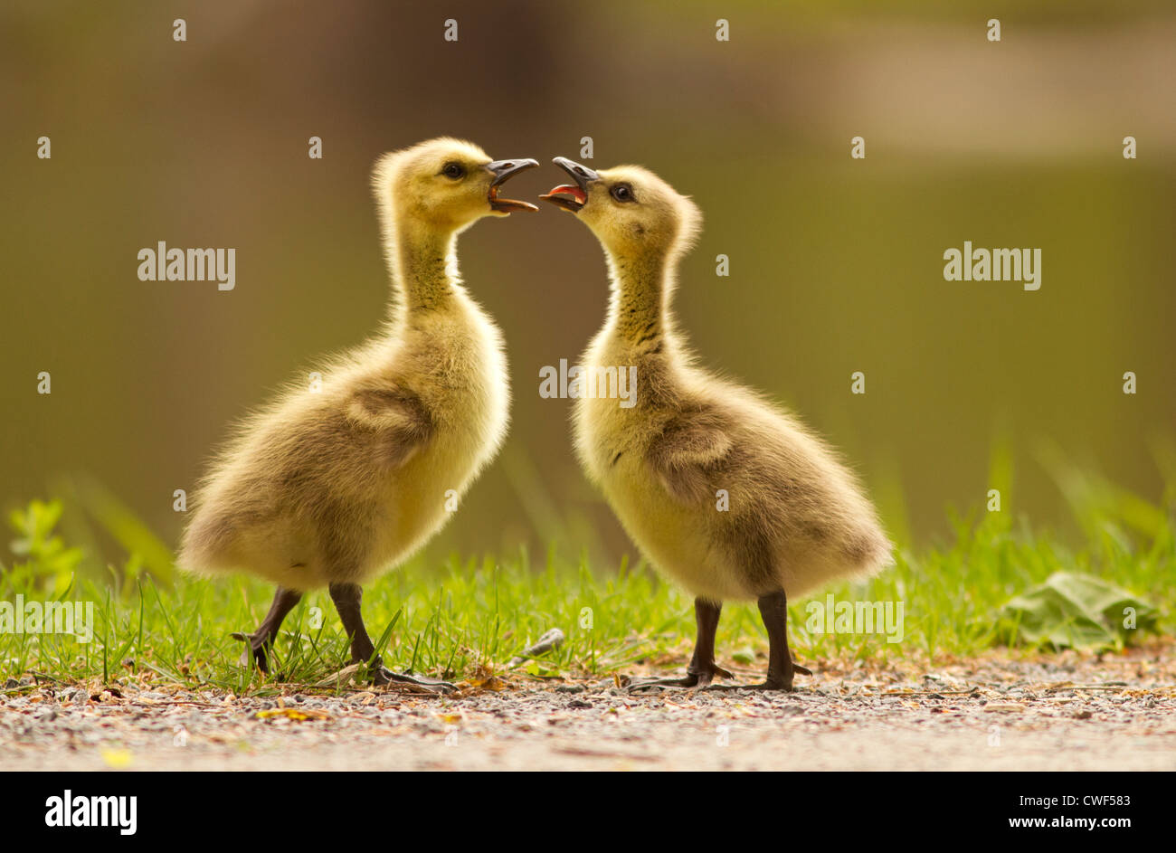 Two wild Canada goose babies playing Stock Photo - Alamy
