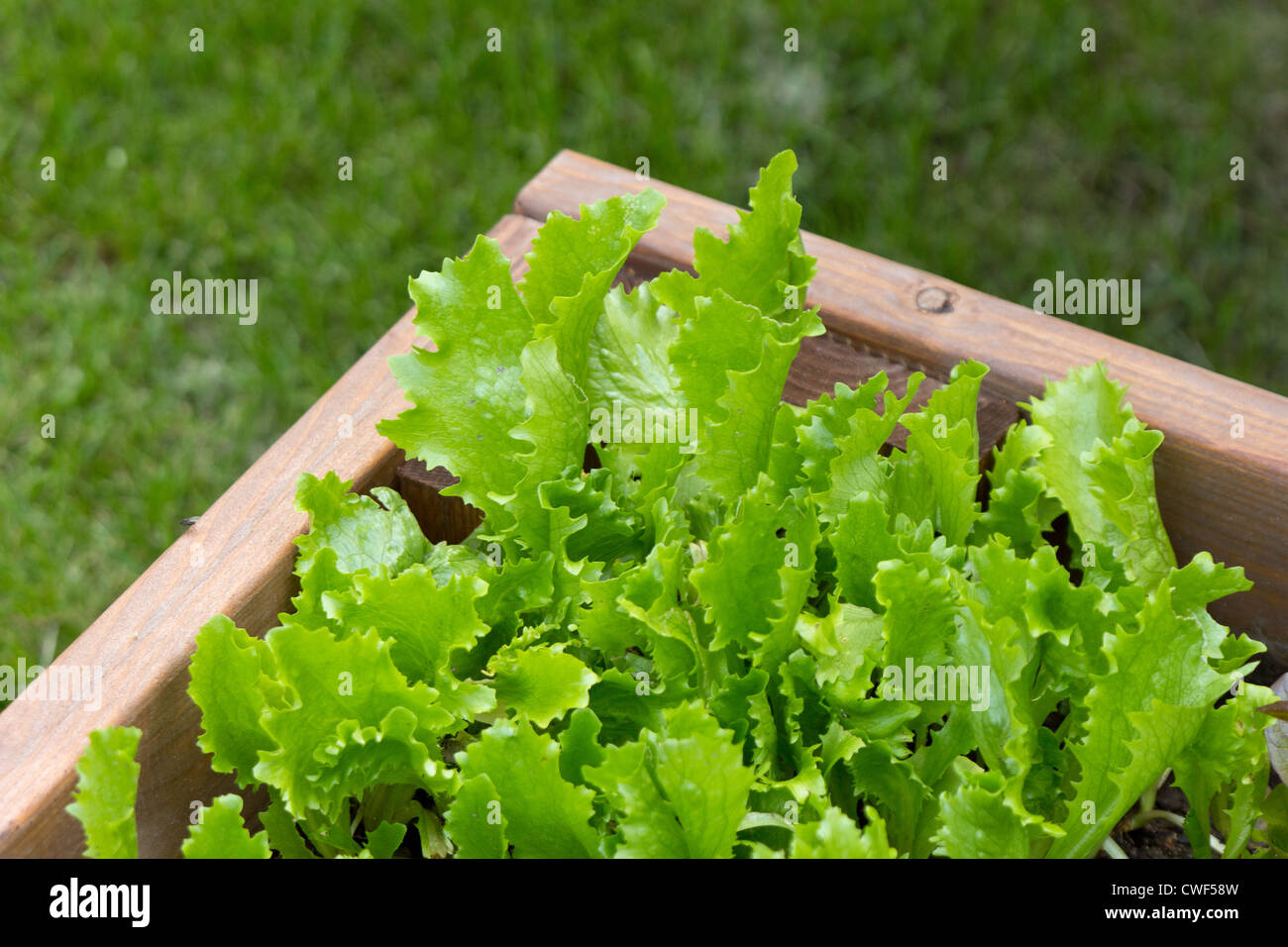 Green and fresh lettuce growing outdoors Stock Photo Alamy
