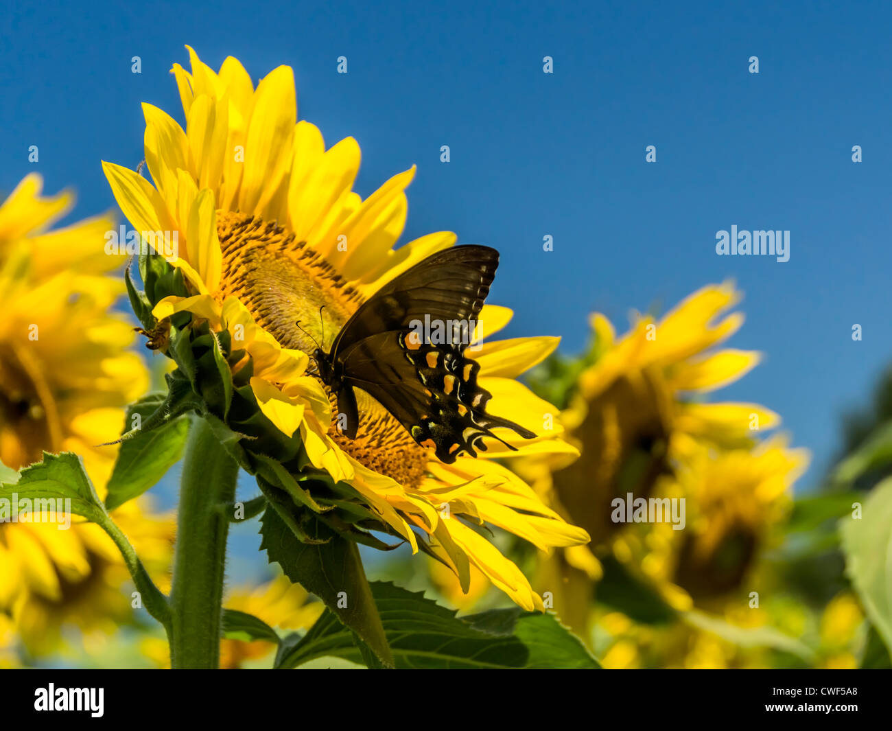 Butterfly in a field of sunflowers Stock Photo - Alamy