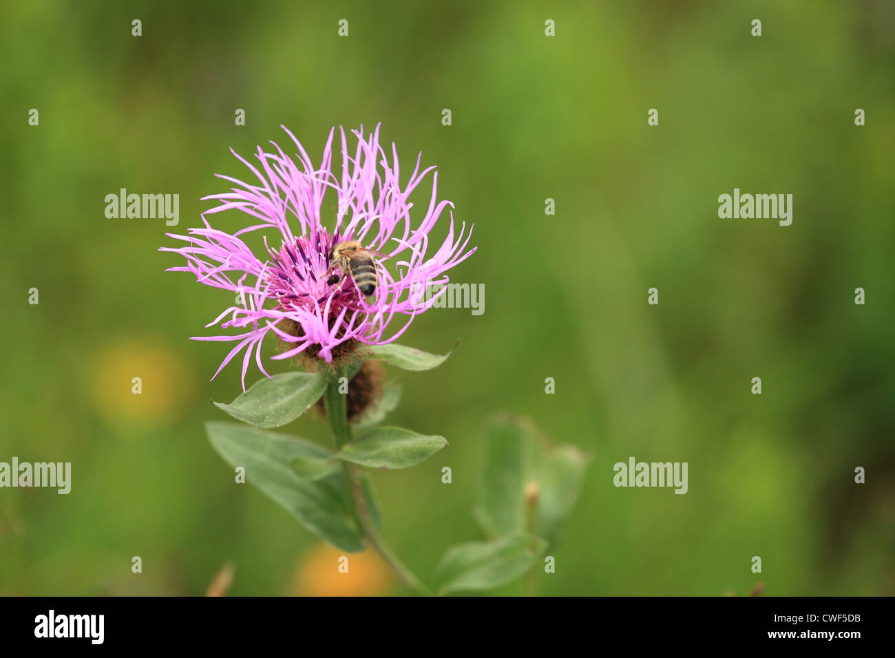 European honey bee (Apis mellifera) collecting nectar on the flower of Brown Knapweed (Jacea pratensis). Stock Photo
