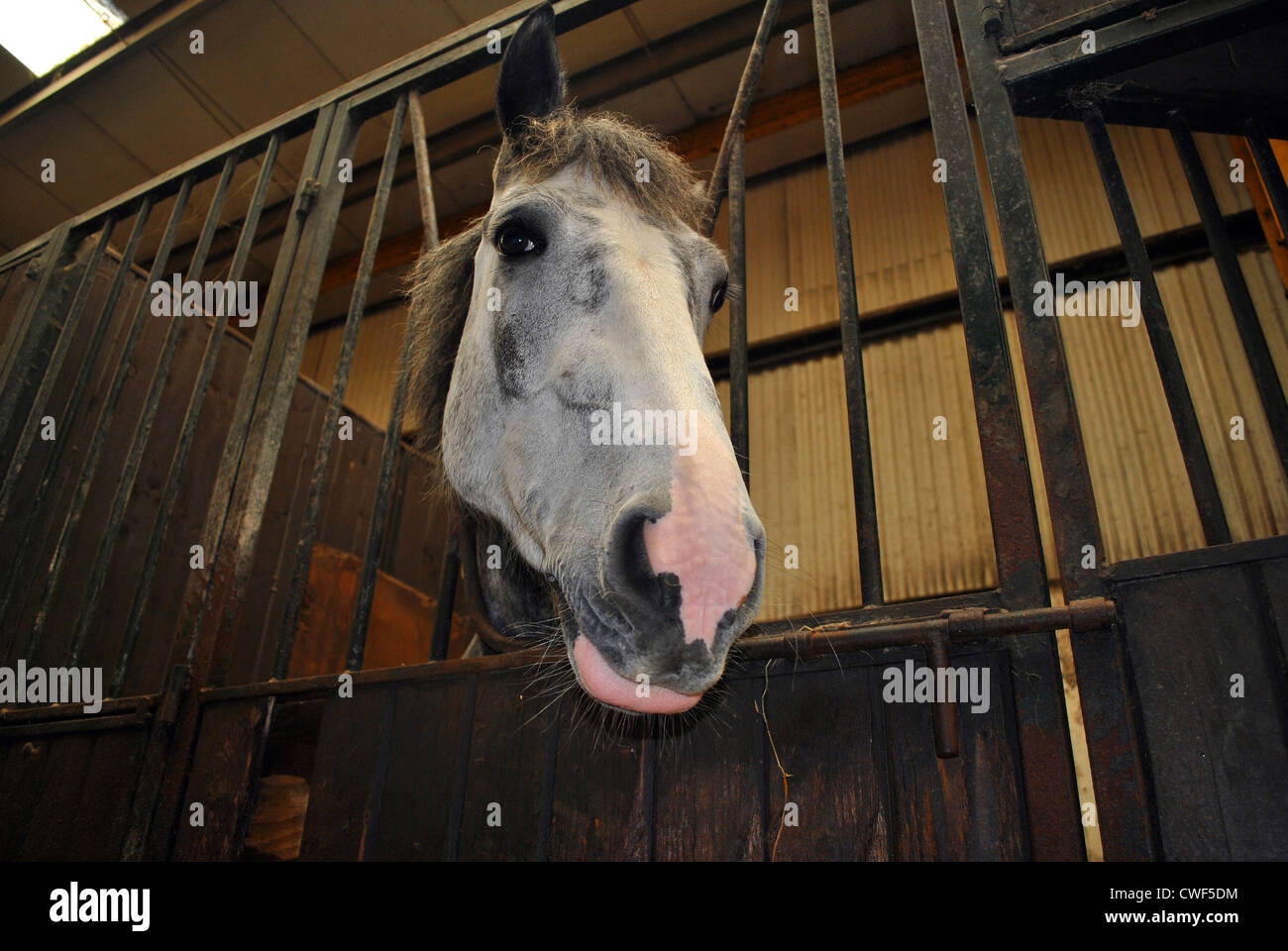 grey horse looking over a stable door Stock Photo