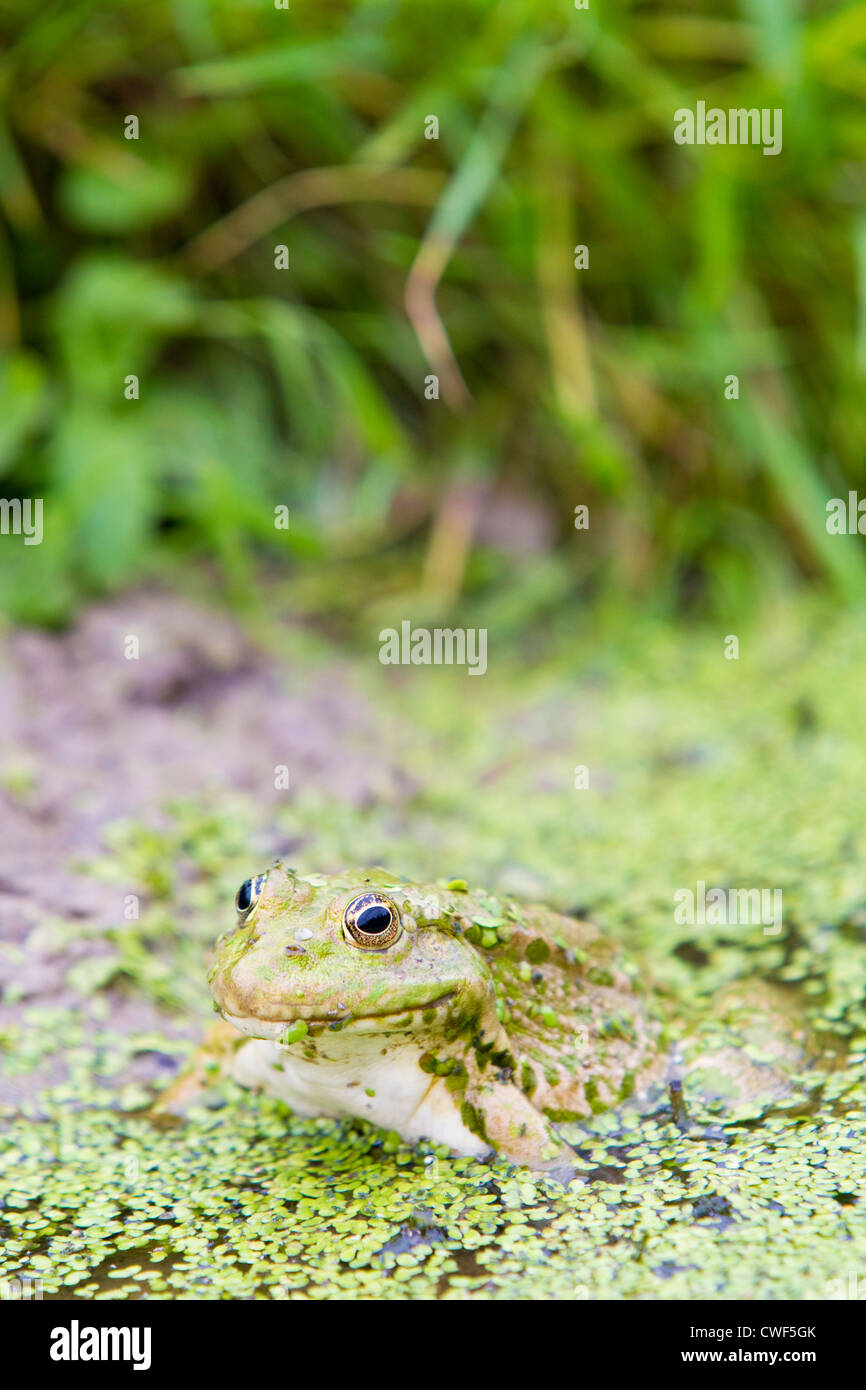 Marsh Frog (Rana ridibunda), UK, summer Stock Photo