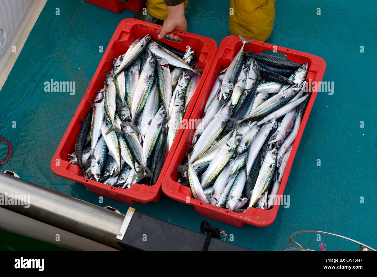 fresh mackerel fish landed at the harbour in st ives cornwall Stock