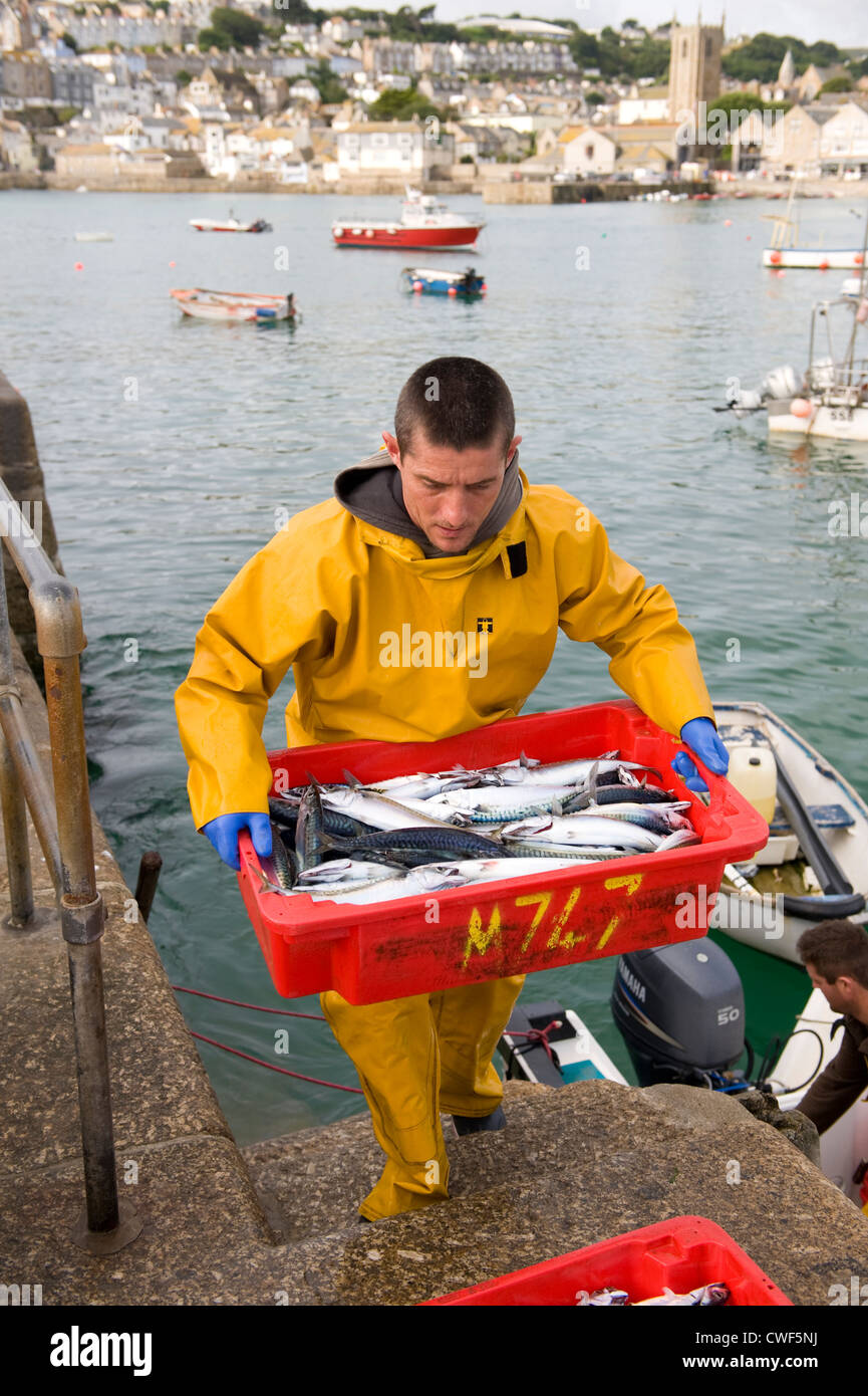 fisherman landing mackerel fish catch at st ives harbour cornwall Stock
