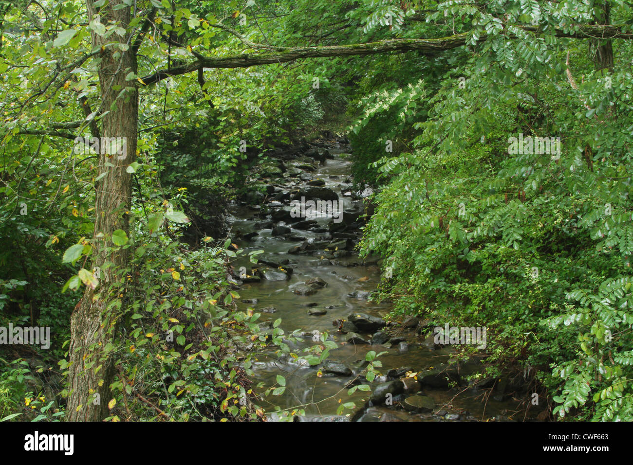 Green Creek.. Mill Creek Park, Youngstown, Ohio, USA. A bit of wire is