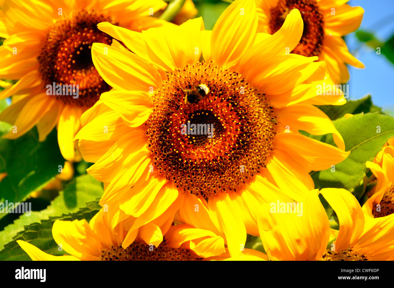 Beautiful, bright Sunflowers with a bumblebee on one of them Stock Photo