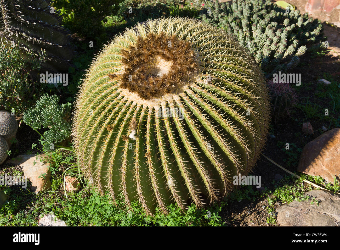 Golden Barrel Cactus, Echinocactus grusonii, in a nursery, Worcester, Western Cape, South Africa Stock Photo