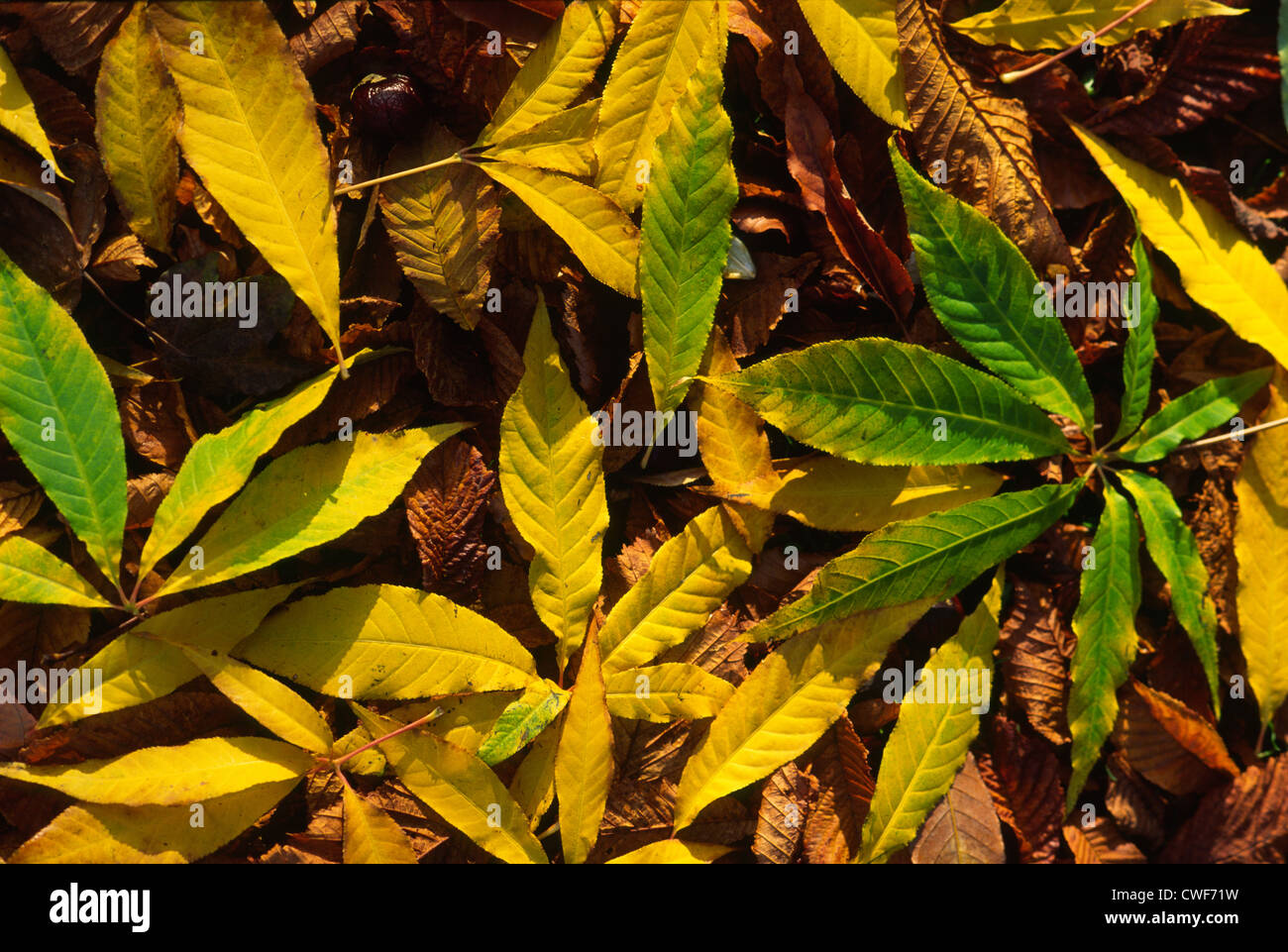 Colorful fallen leaves hi-res stock photography and images - Alamy