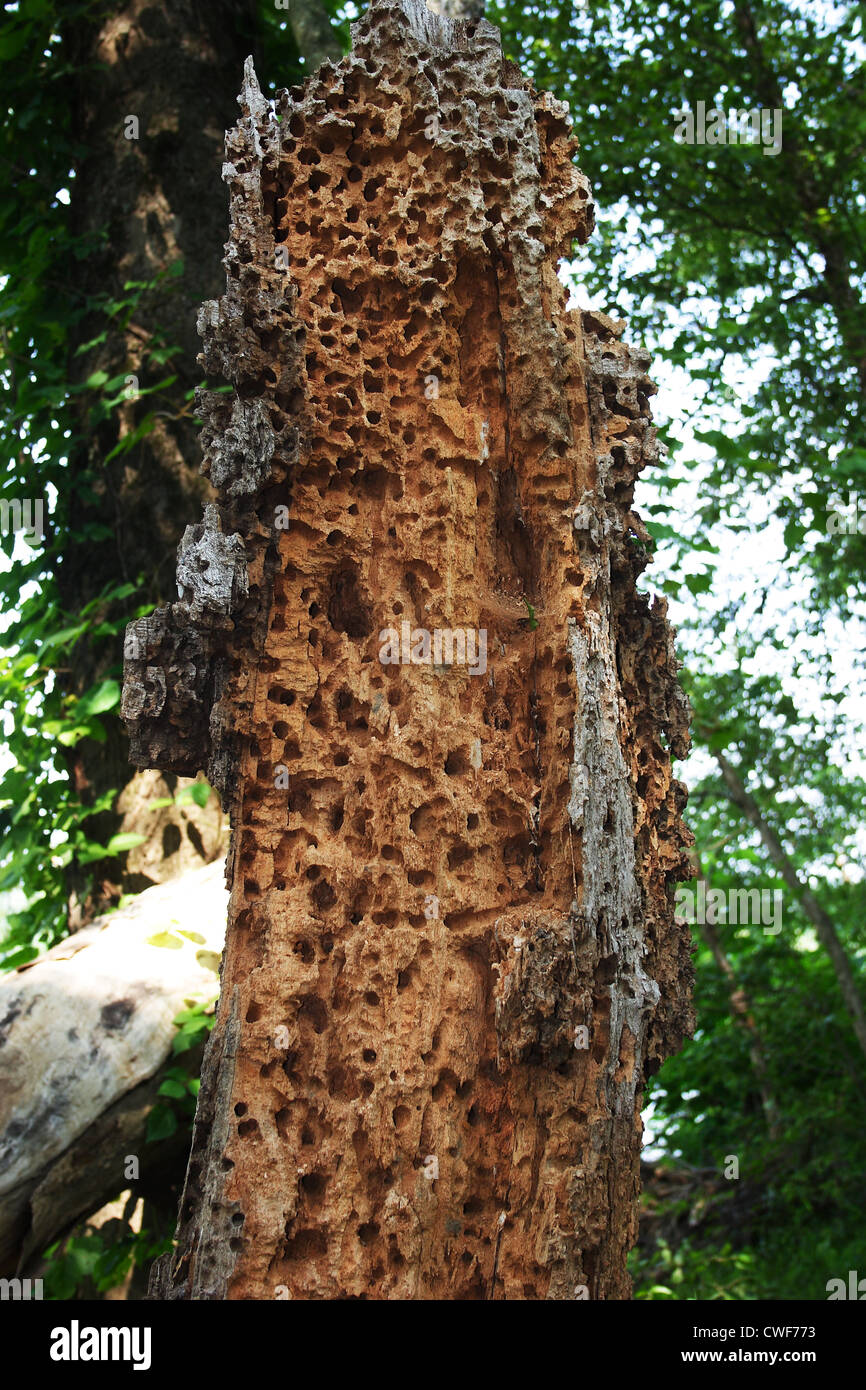 Oak tree destroyed by insects near the James river in Richmond, Virginia Stock Photo