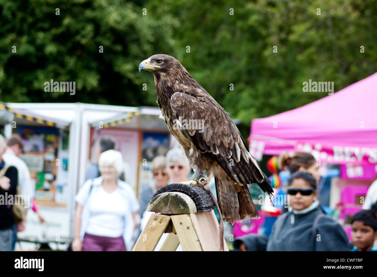 Tawny Eagle (Aquila rapax) 'Askari'   during a falconry display at the Burley show 2012 in the New Forest Hampshire Stock Photo