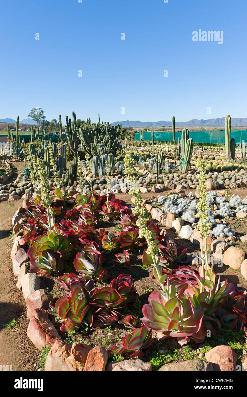 Cactus nursery, Worcester, Western Cape, South Africa Stock Photo