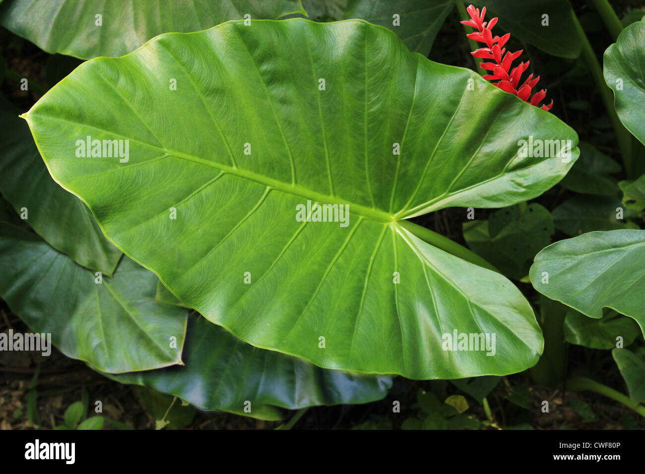Closeup of tropical plant leaf from above with red flower to side. Stock Photo