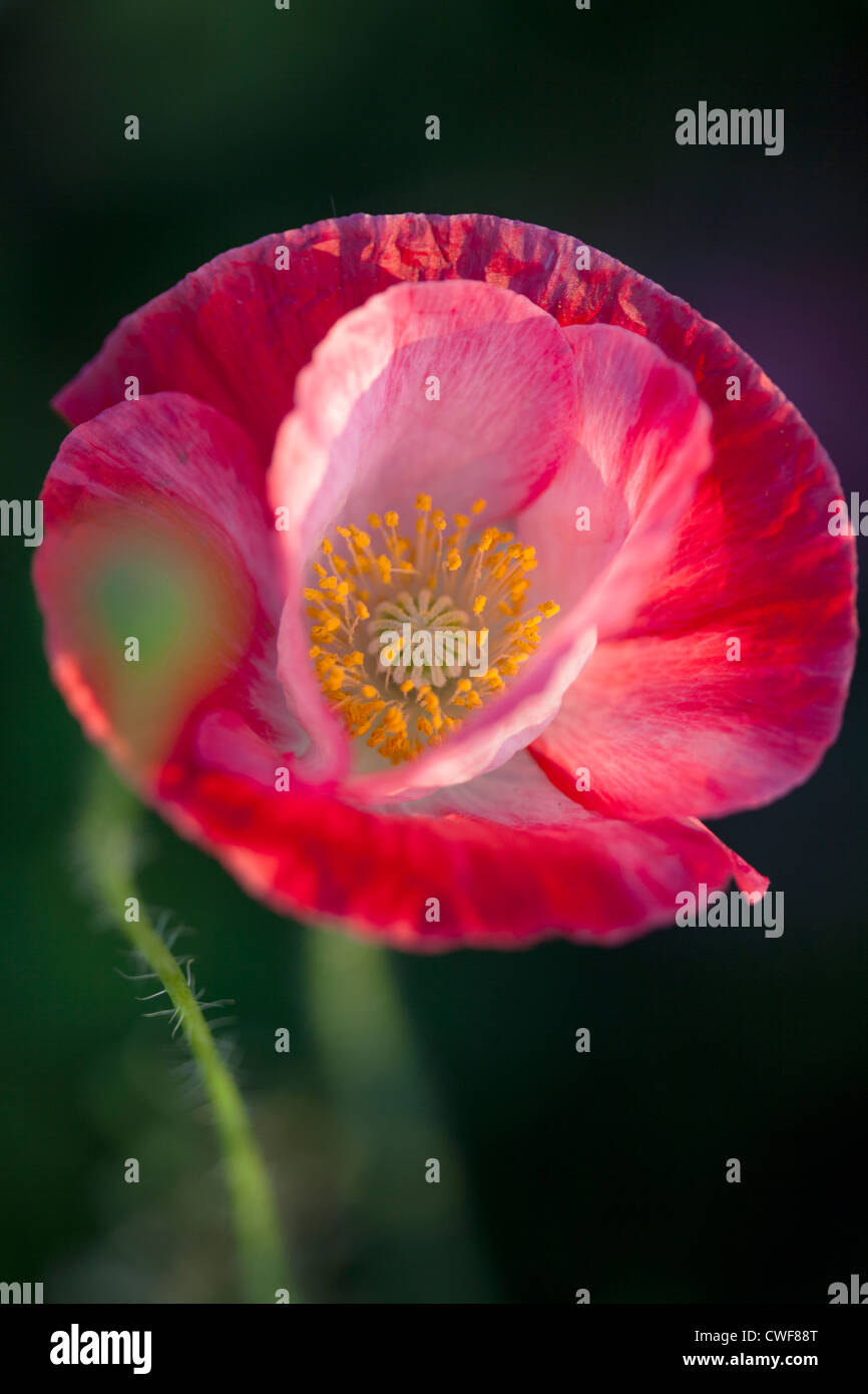 Bright pink poppy being kissed by the last rays of the day in Radium, BC. Stock Photo