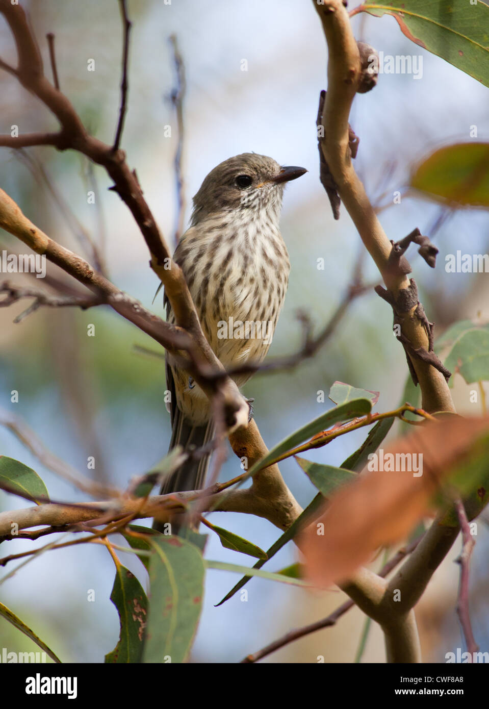 Rufous whistler hi-res stock photography and images - Alamy