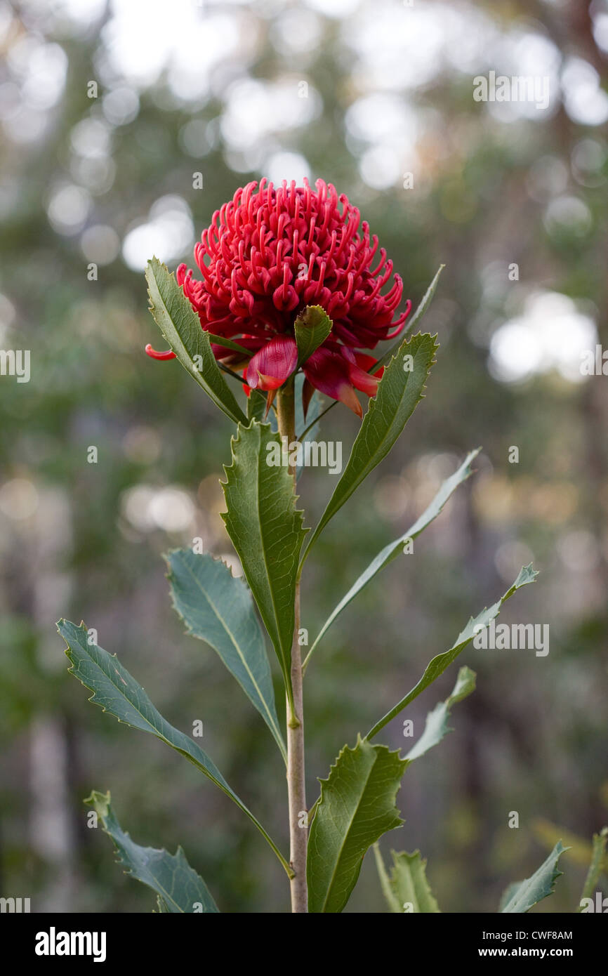 Waratah flower, Telopea speciosissima, Australia Stock Photo
