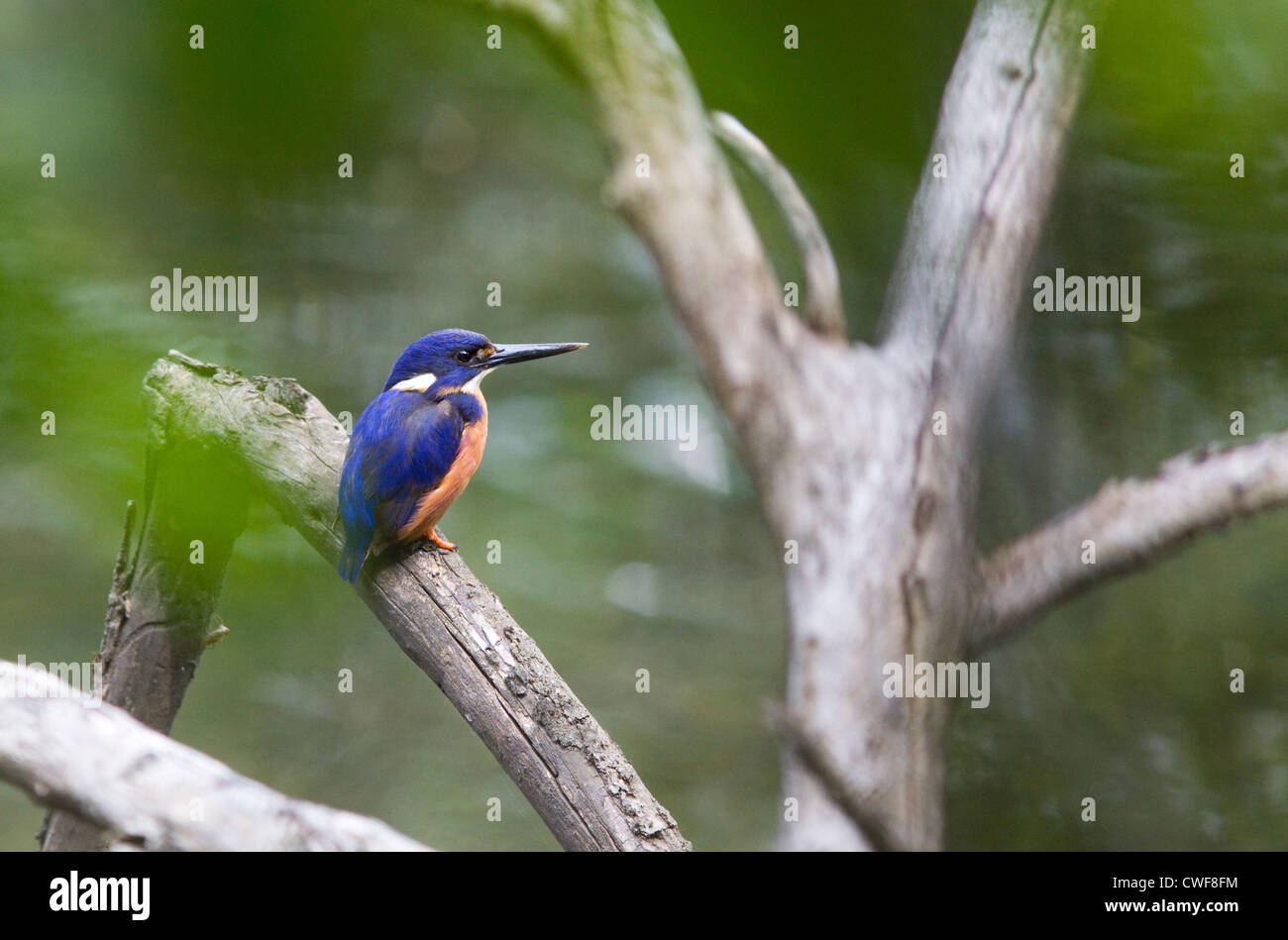 Azure Kingfisher, Alcedo azurea, Australia Stock Photo