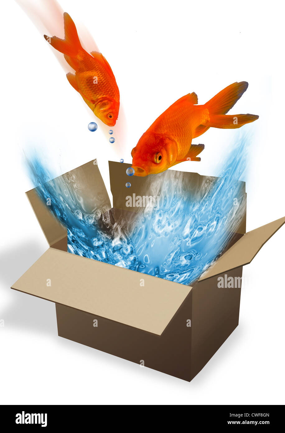 Goldfish jumping out of the box. Stock Photo