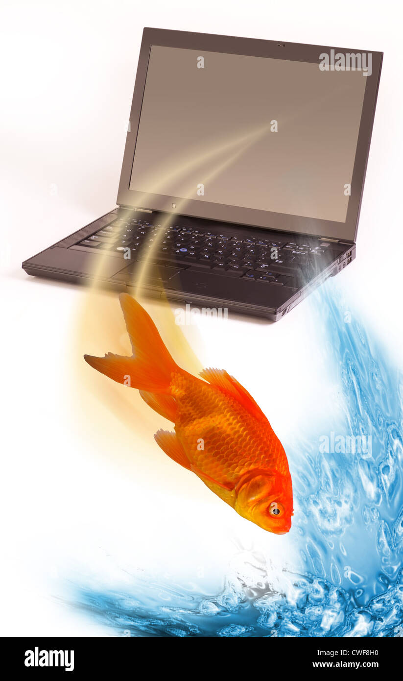 Goldfish jumping Out Of Computer Screen Stock Photo Alamy