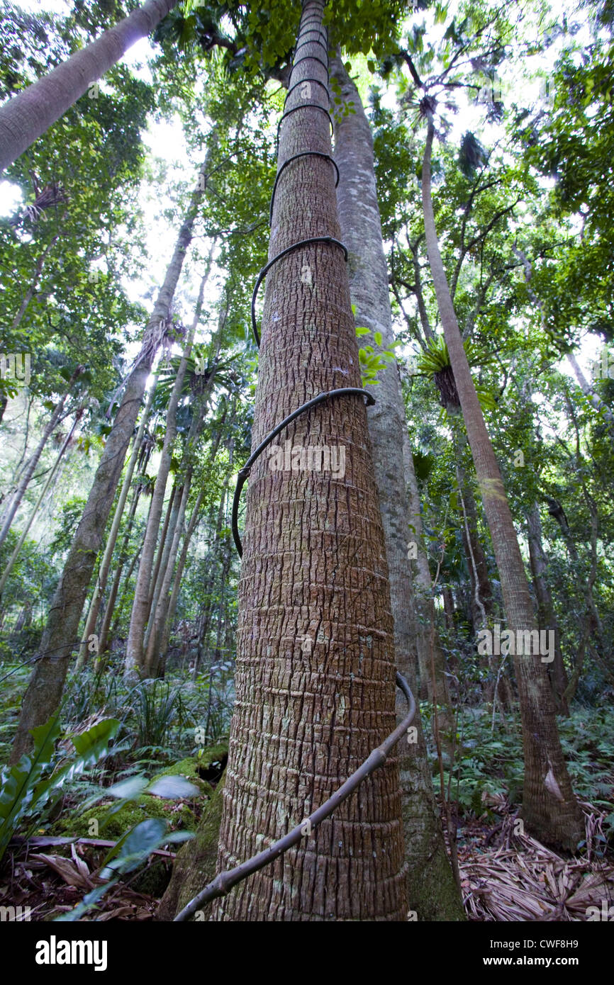 Climber rainforest vine forest hires stock photography and images Alamy