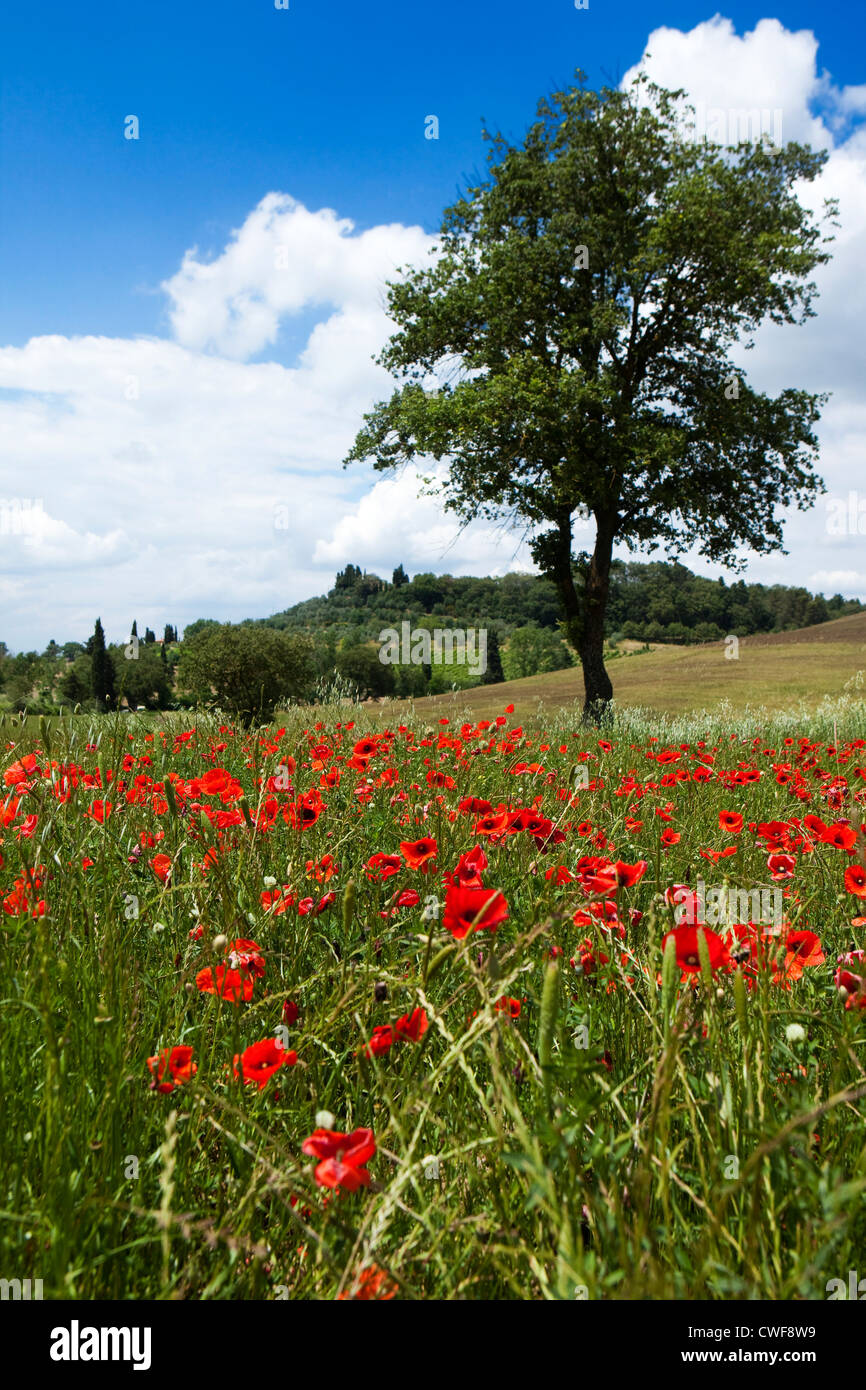 Wild flowers in tuscany italy hi-res stock photography and images - Alamy