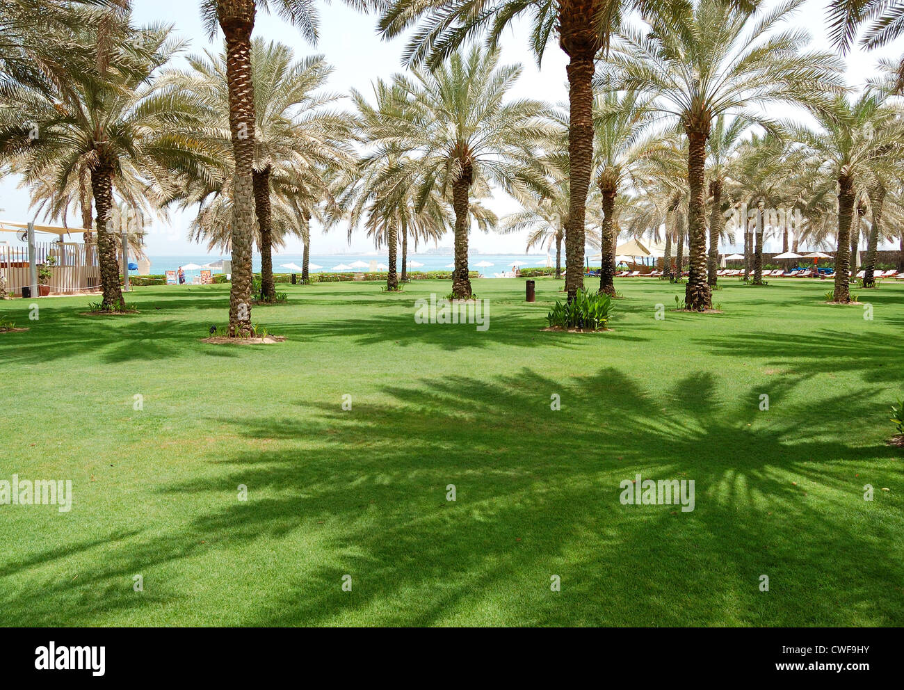 The green lawn and palm tree shadow in luxury hotel, Dubai, UAE Stock