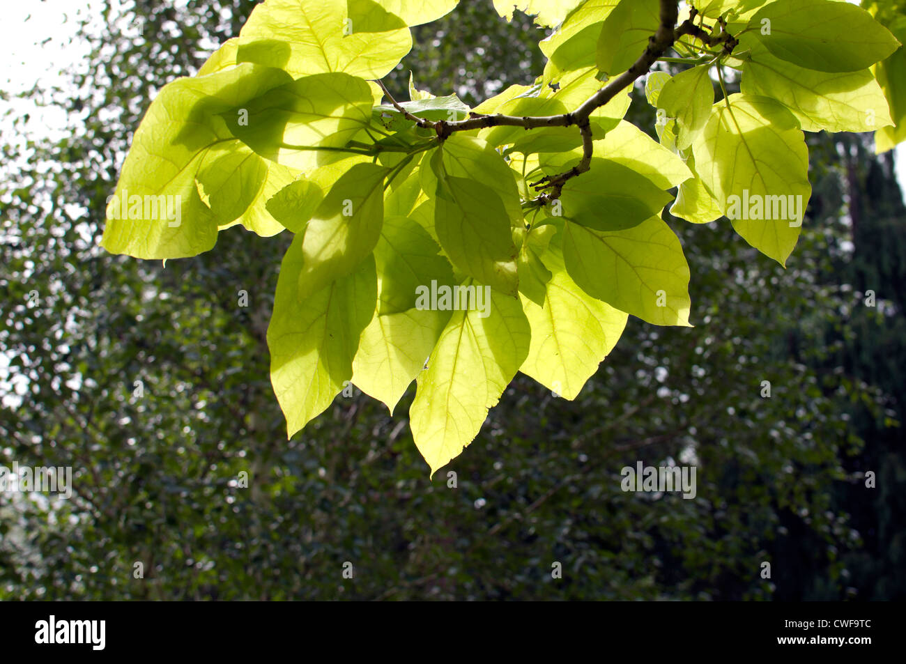 Catalpa tree in Jephson Gardens, Leamington Spa, UK Stock Photo