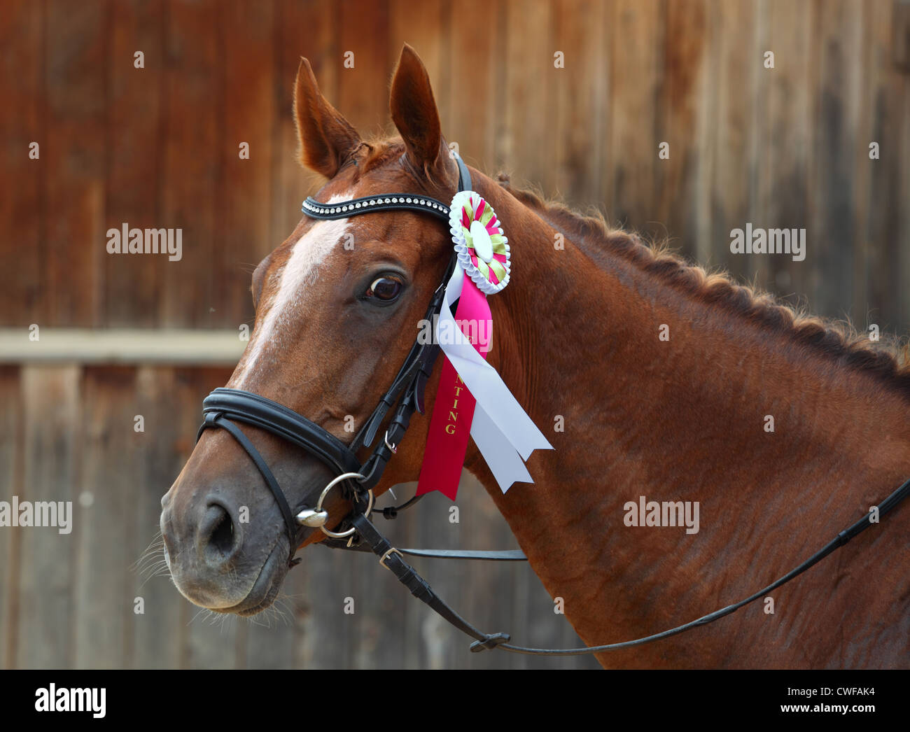 A prize-winning horse at a show, showing its  rosette Stock Photo