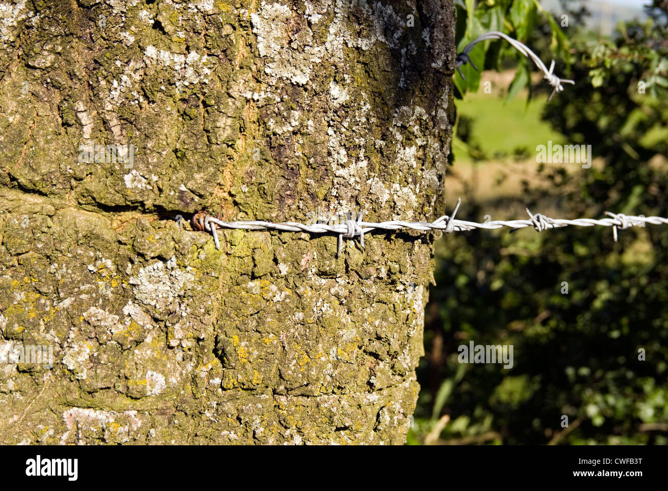 Tree Growing Through Barbed Wire Stock Photo