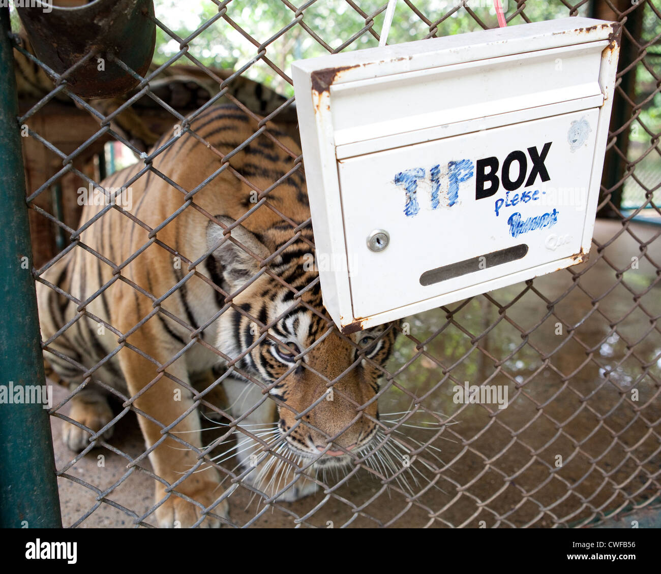 Tiger kingdom, Chiang Mai, Thailand Stock Photo