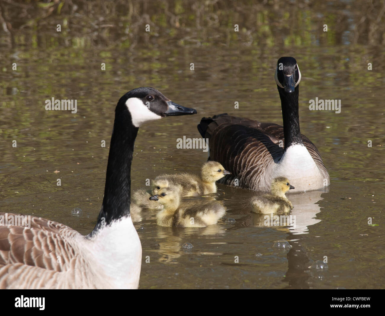 Canada Goose with gosling in the lake Østensjøvannet a nature reserve Stock  Photo - Alamy