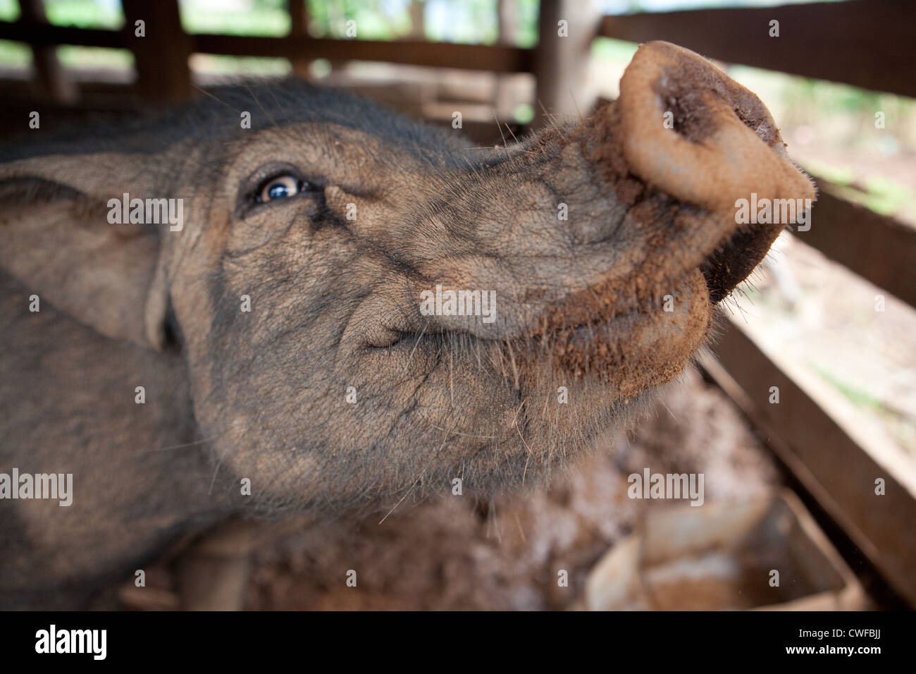 Pig Stock Photo