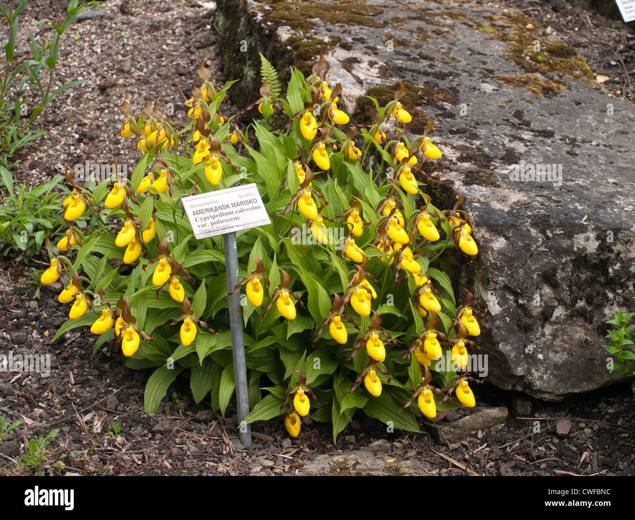 Cypripedium pubescens Large yellow lady's slipper in the botanical garden in Oslo Norway Stock Photo