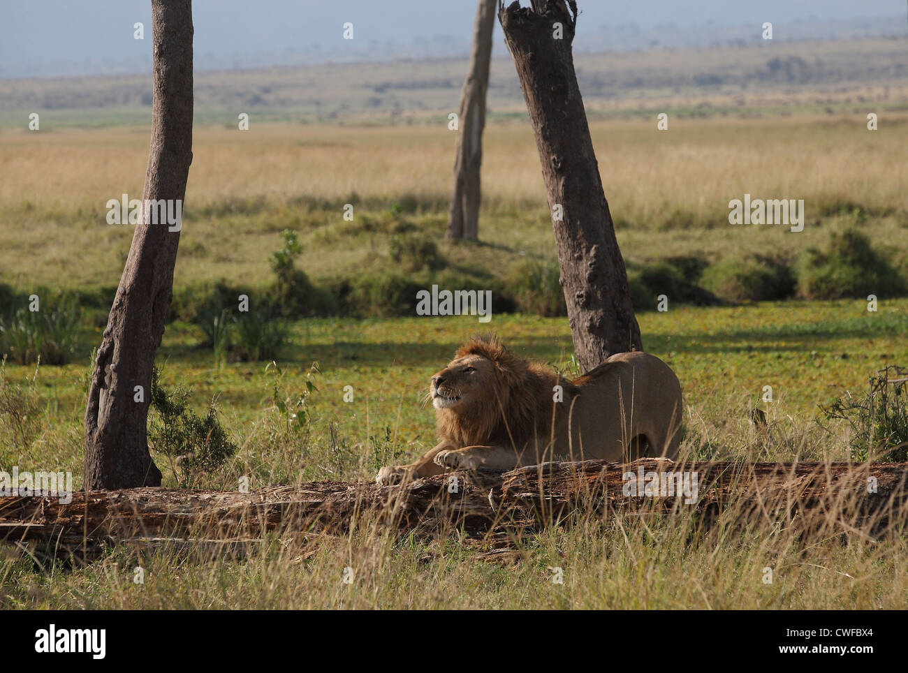Male African Lion (Panthera leo) in Masai Mara, Kenya, Africa Stock ...