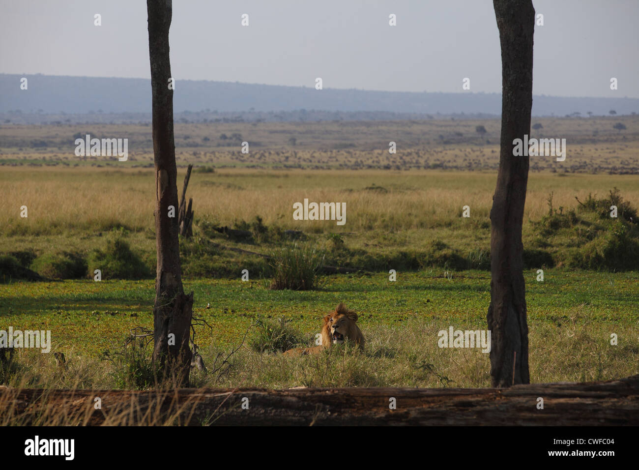 Male African Lion (Panthera leo) in Masai Mara, Kenya, Africa Stock ...