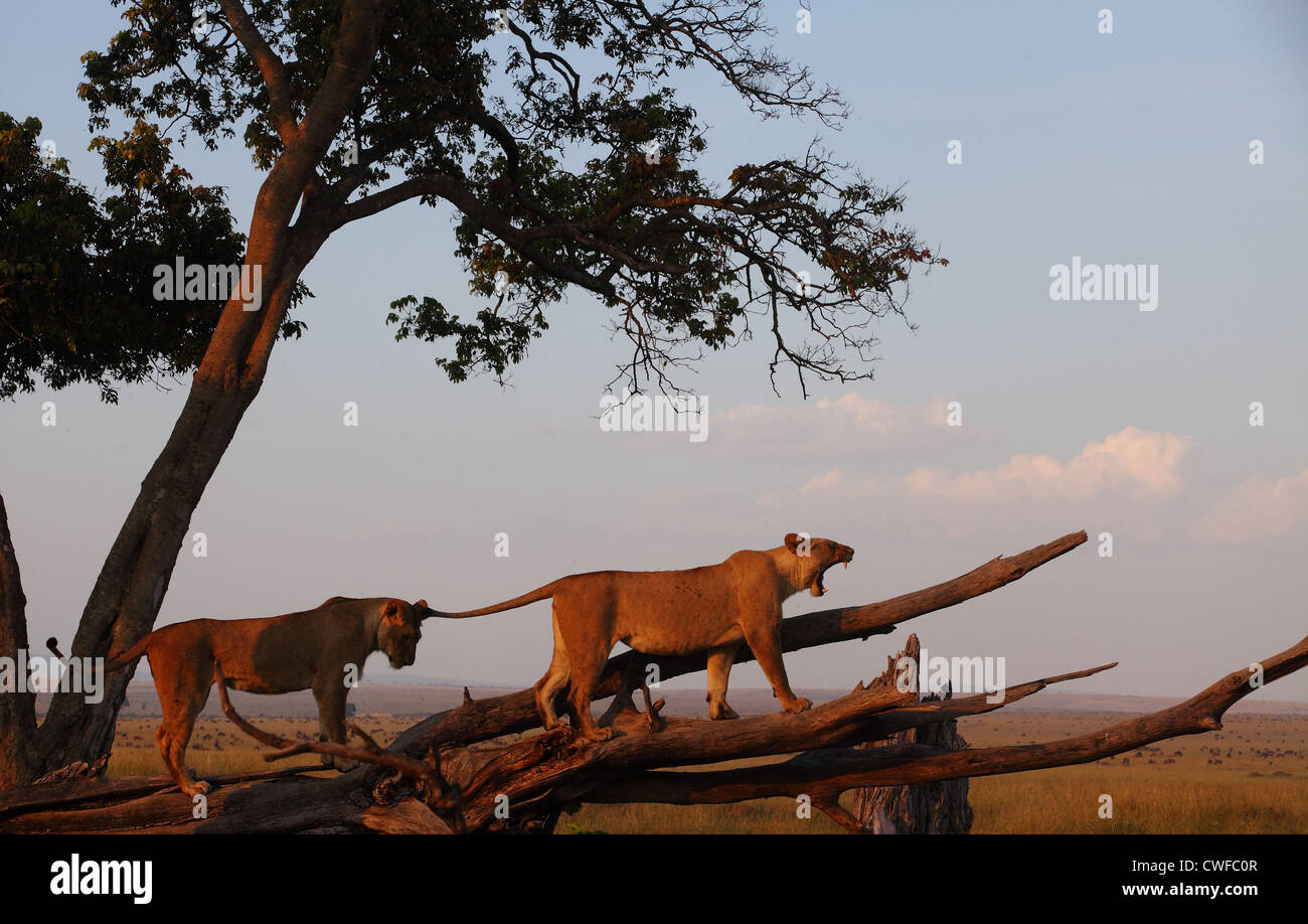 Masai mara lion pride hi-res stock photography and images - Alamy